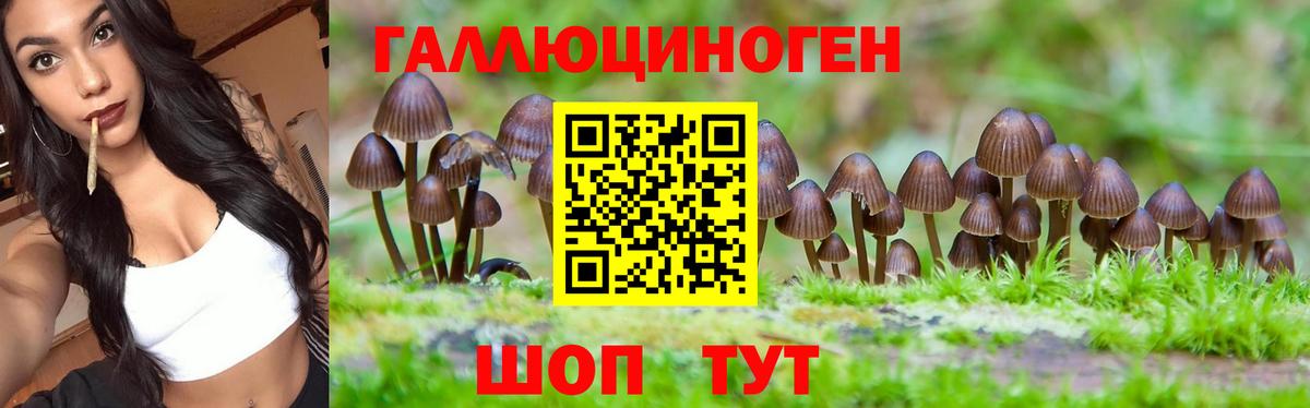 продажа наркотиков  Псилоцибиновые грибы GOLDEN TEACHER  Вольск  Псилоцибиновые грибы Cubensis 